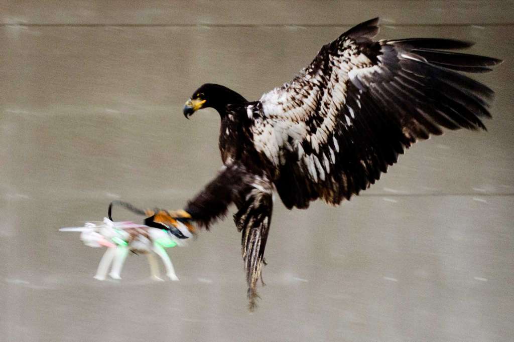 Terrorists Are Building Drones. France Is Destroying Them With Eagles.